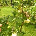 Giminės obelis Alyvinė Melba Auksis Antėj